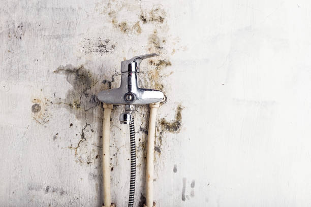 Best Mold Damage Repair  in Holt, AL