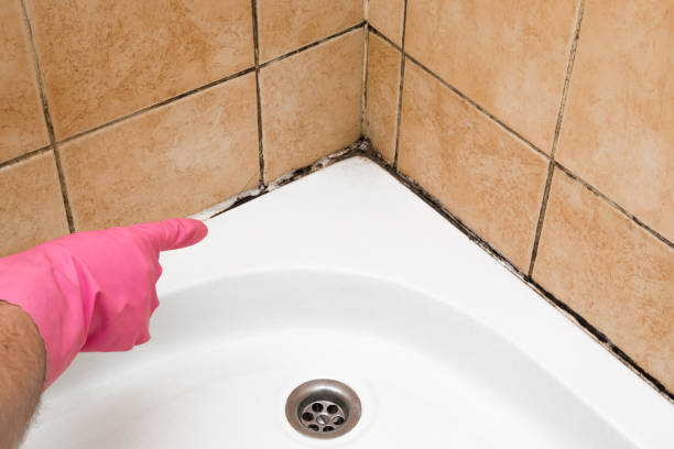 Best Commercial Mold Removal  in Holt, AL